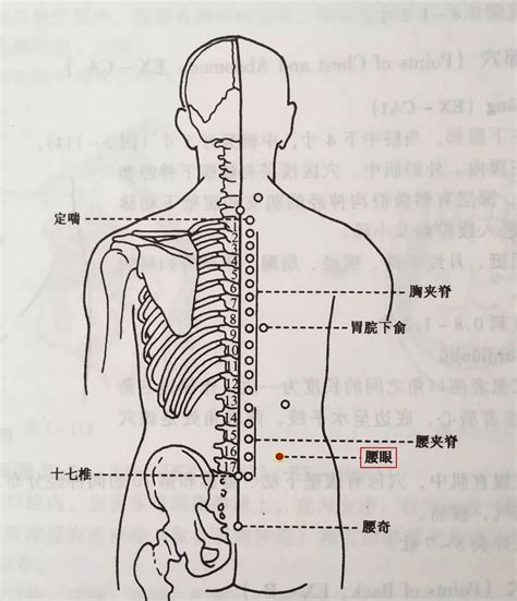 龜尾穴|《中醫詞典》解釋「閭尾」的意思